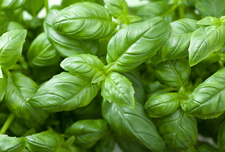 Albahaca