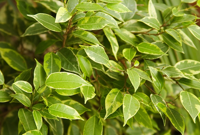 Ficus