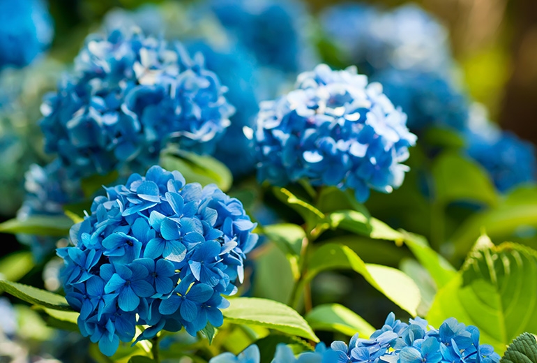 Hortensia