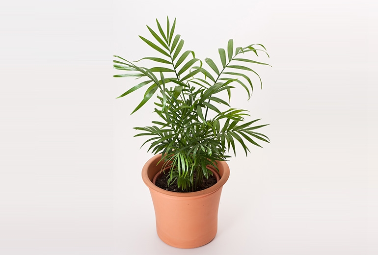 Chamaedorea/Palmera de Sal&oacute;n/Palmera enana