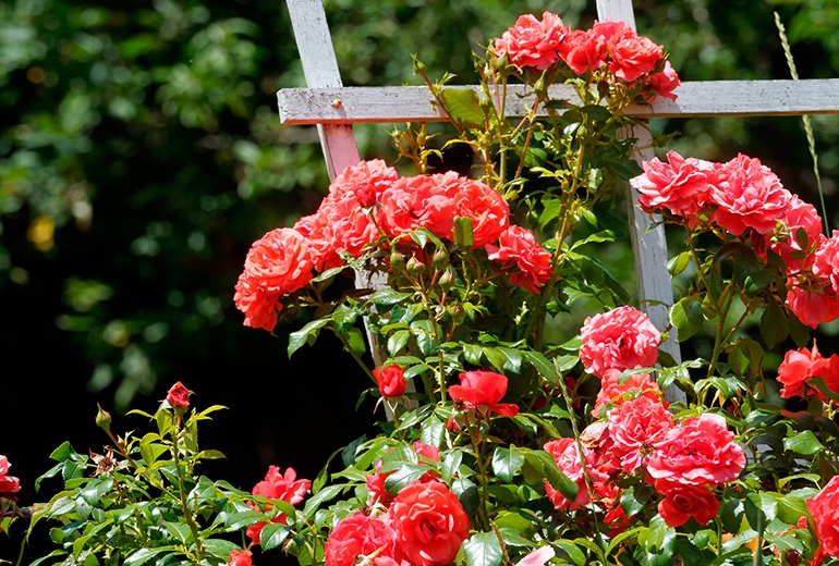 Rosal