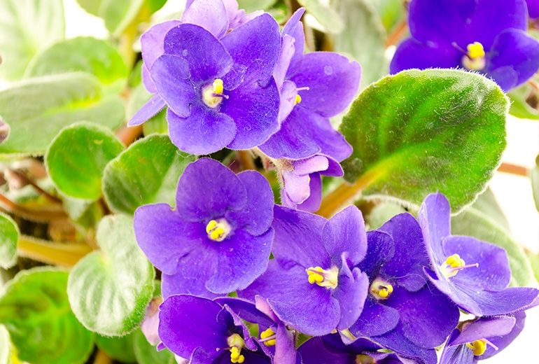 Violeta africana